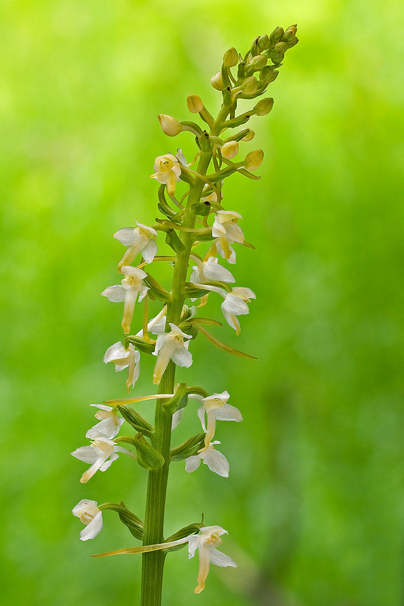 da determinare 5 (Platanthera bifolia)